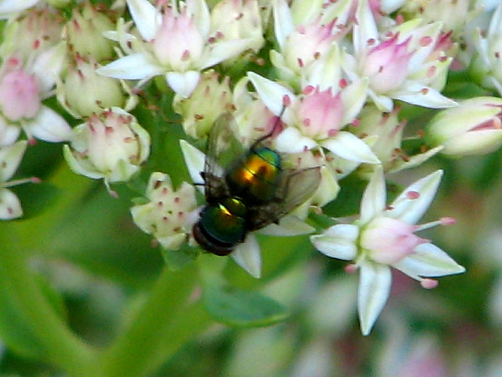 green beetle on white and pink flower near large metal object