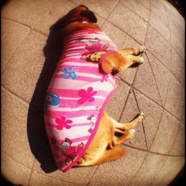 dog dressed in pink and white sleeping bag on tile ground