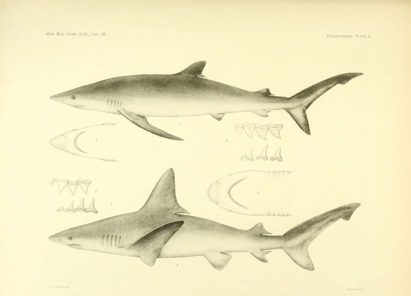 three drawings of sharks by an artist with various features