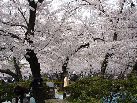 an image of a park with trees in bloom
