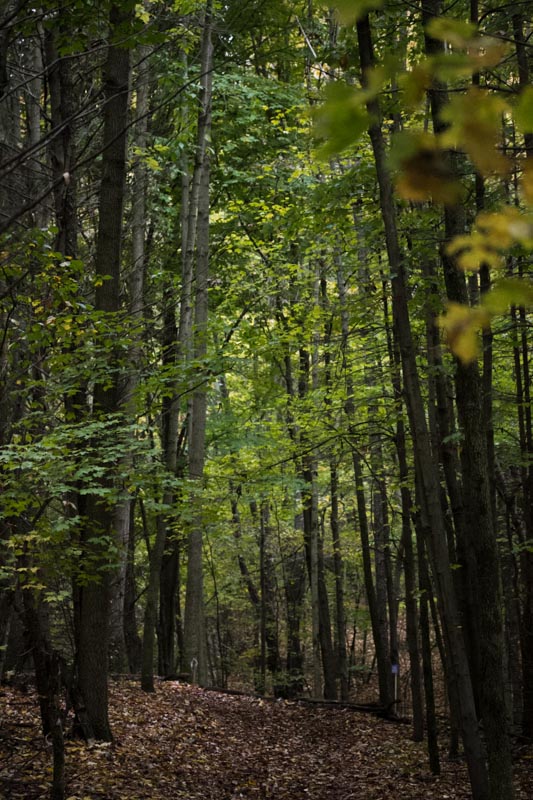 the forest with many leaves and tall trees