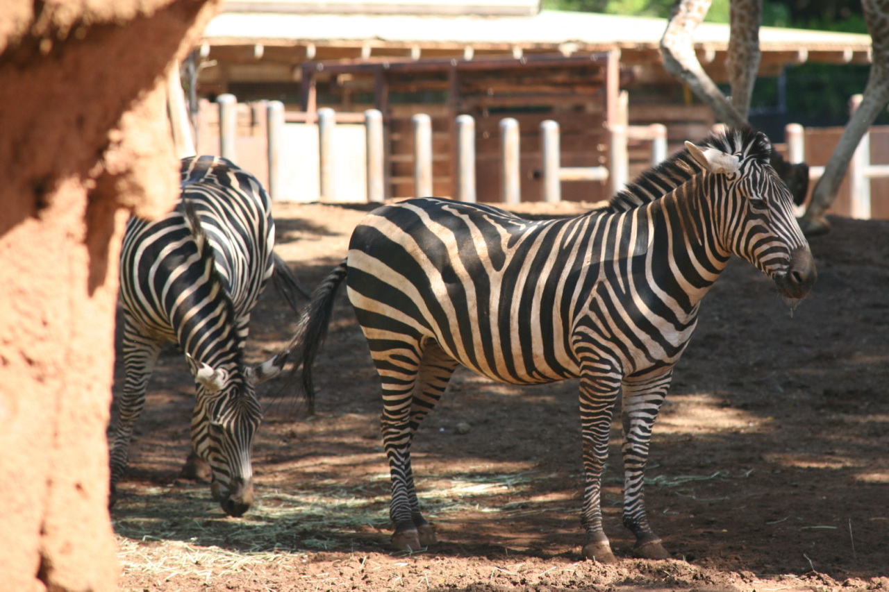 zes grazing in dirt outside on dirt ground