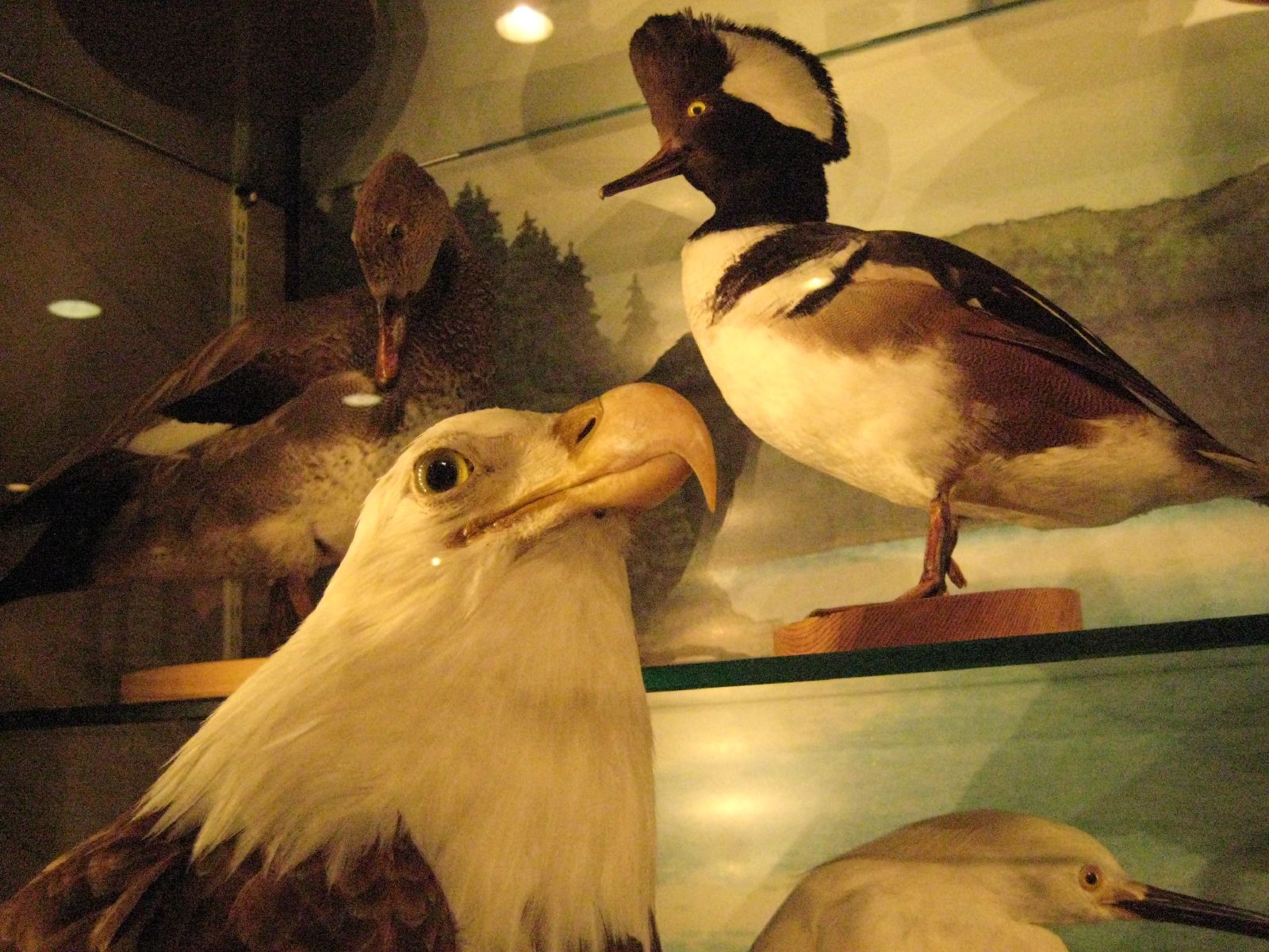 two white and brown birds some wood and glass