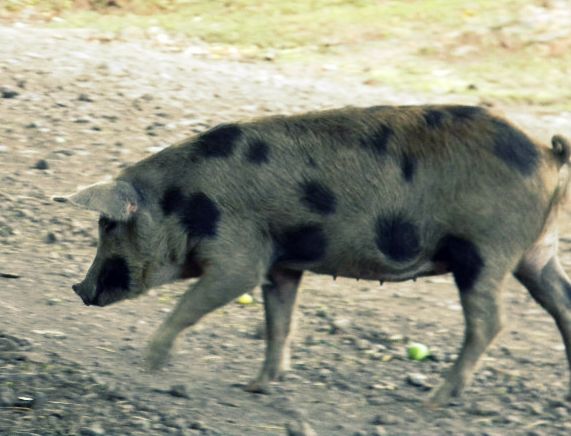a pig is walking through the dirt