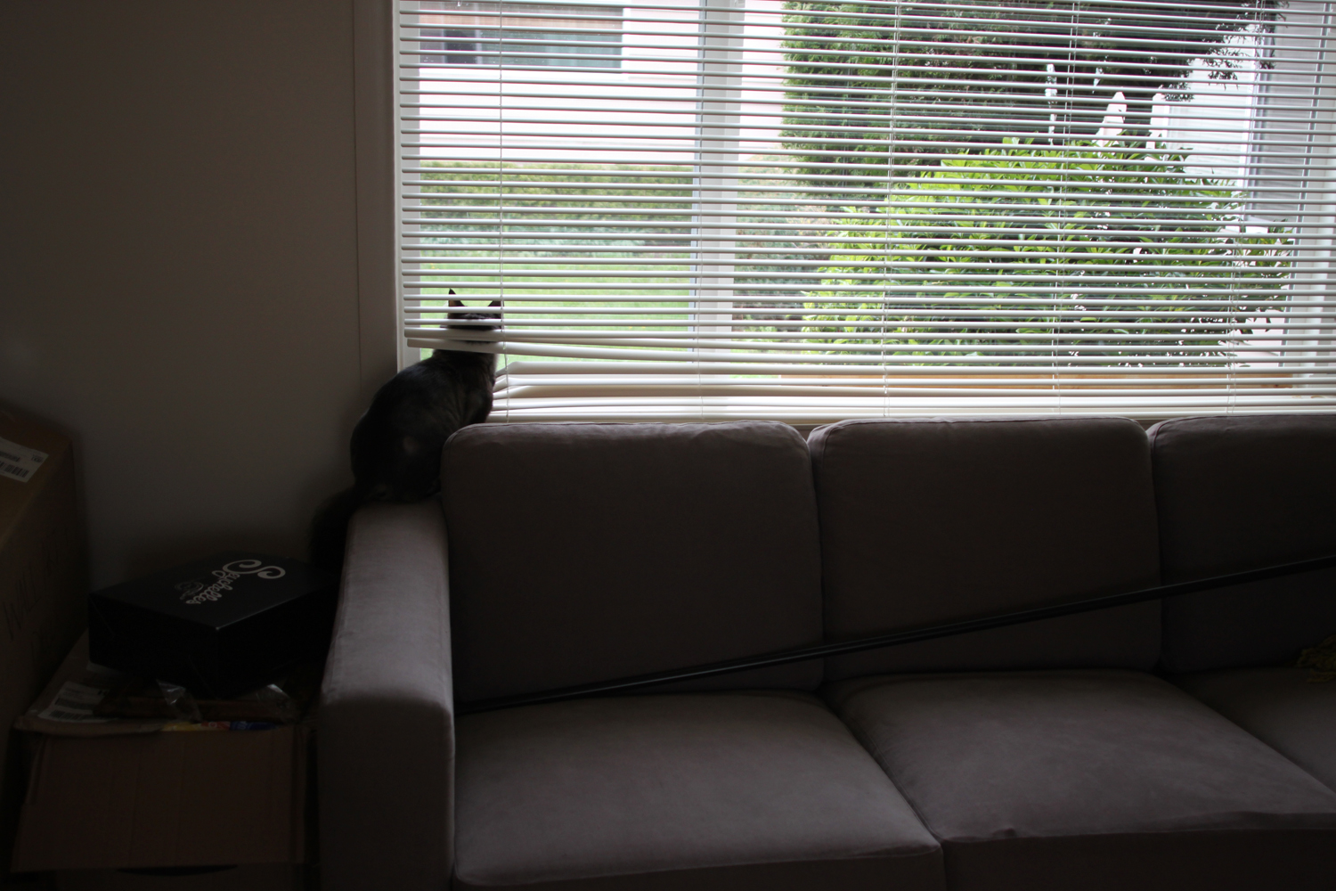 a window with blinds closed with a cat under the window seat