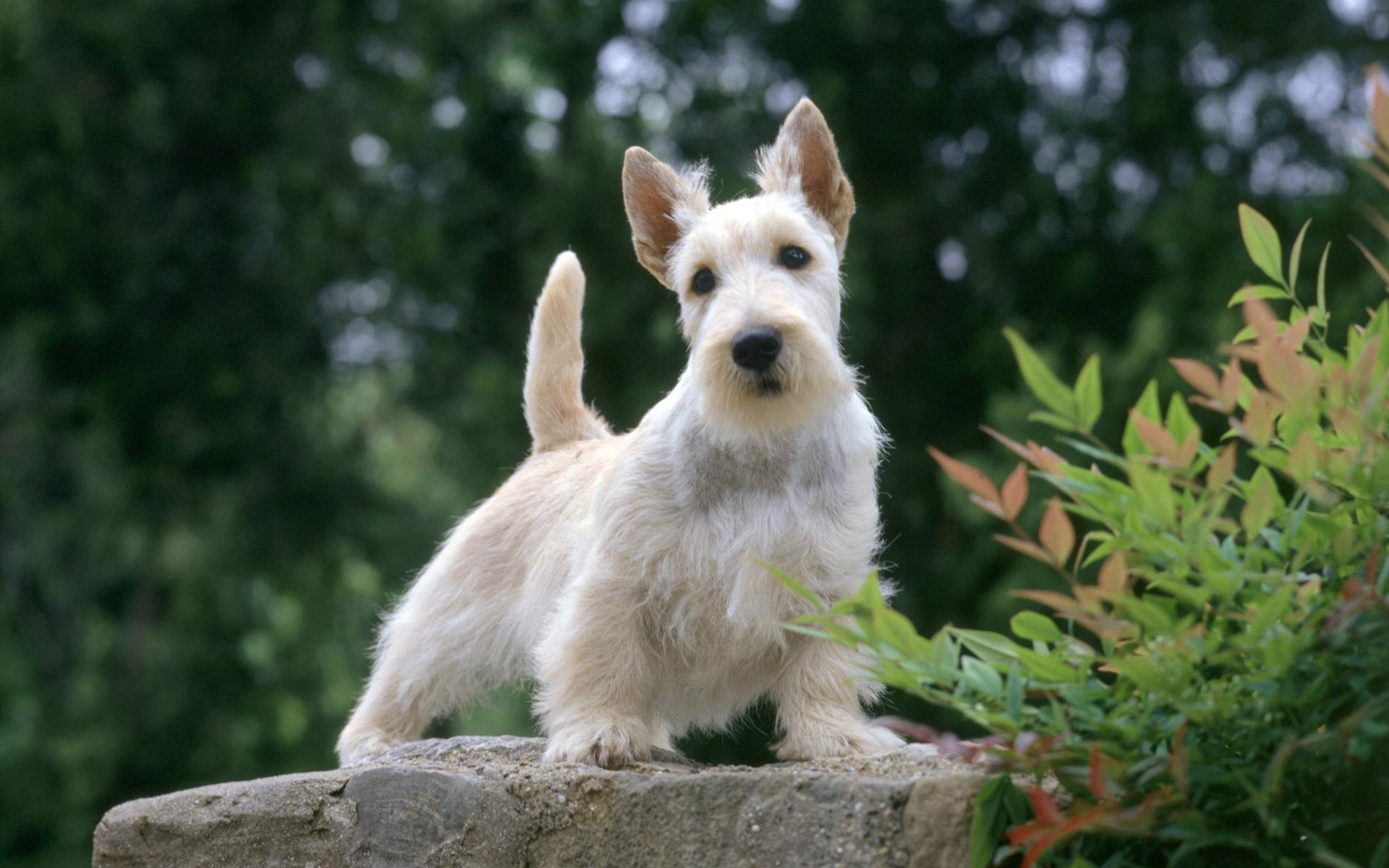 a white terrier dog on top of a cement wall