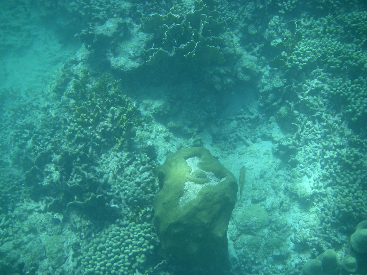 an underwater pograph of a coral reef with various sea life