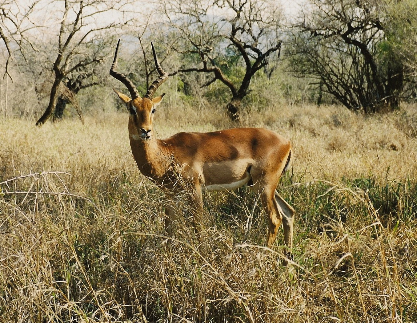 a deer standing in the tall dry grass