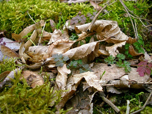 leaves and moss growing on the ground