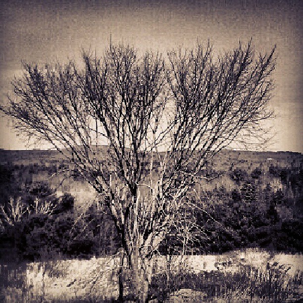 an old tree with no leaves is in the middle of nowhere