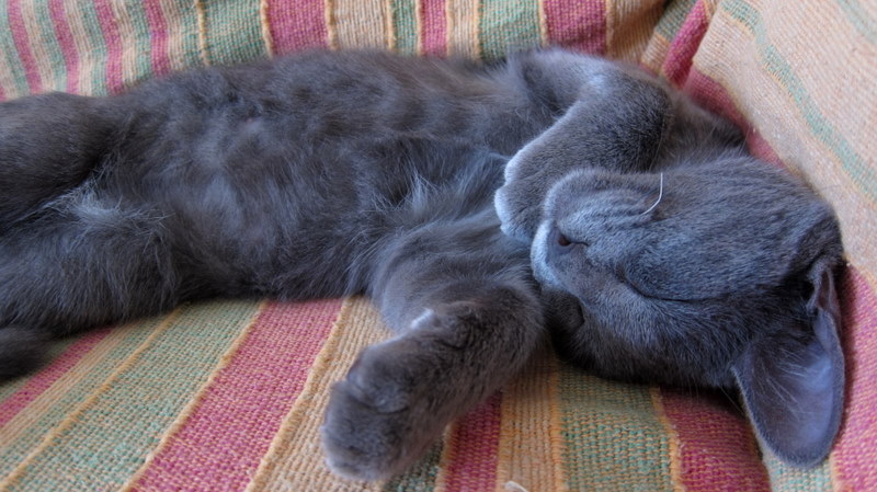 grey cat lying on it's back in the sun