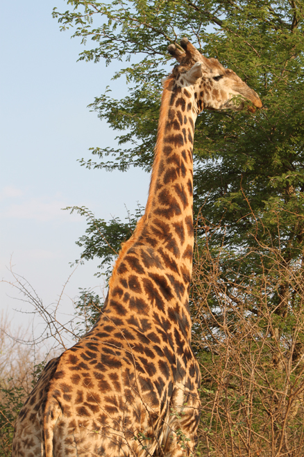 a giraffe is standing amongst the bushes