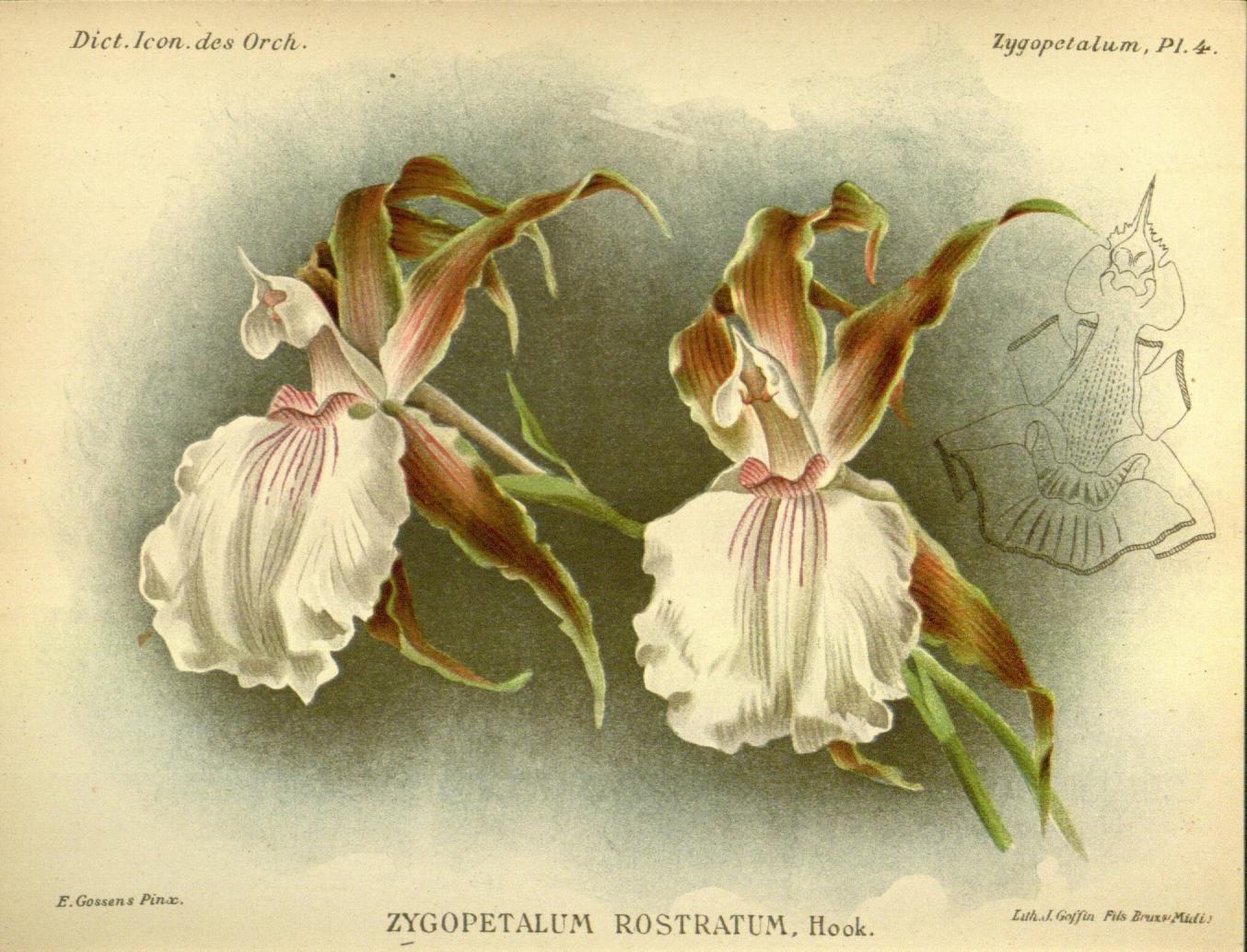 two pink and white flowers are placed side by side