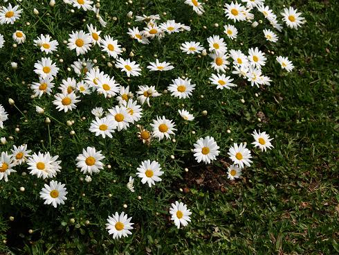 a field full of daisies is pictured in the foreground