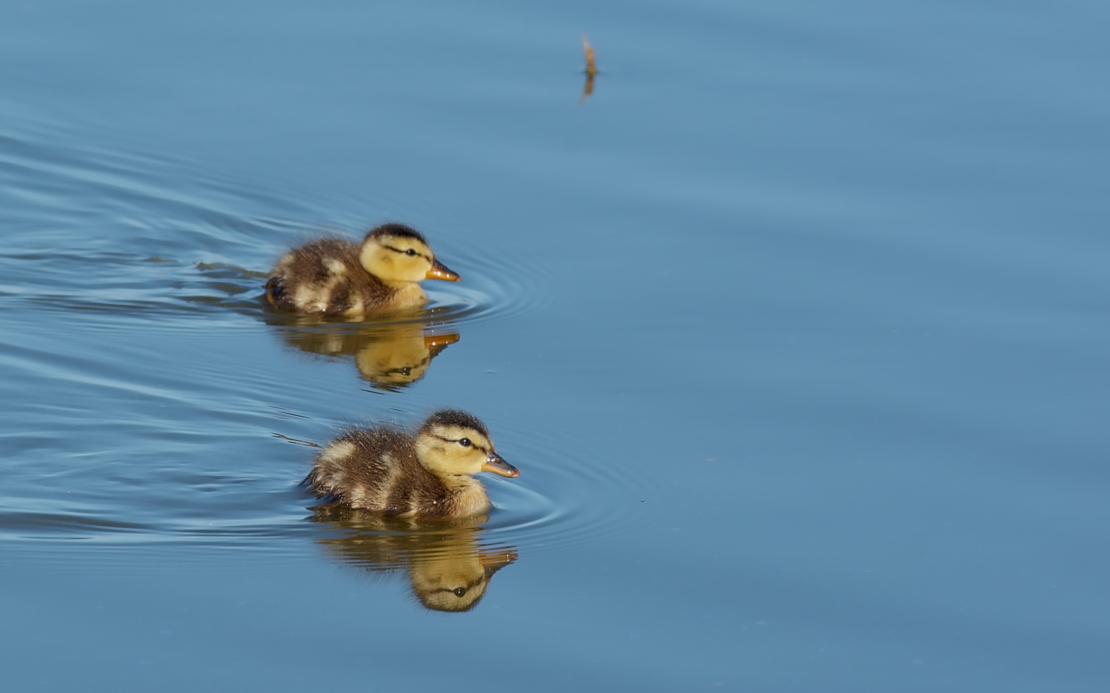 two baby ducks swimming on a body of water