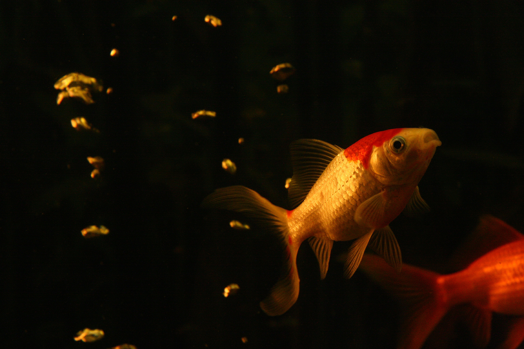 two orange fish in the water with bubbles