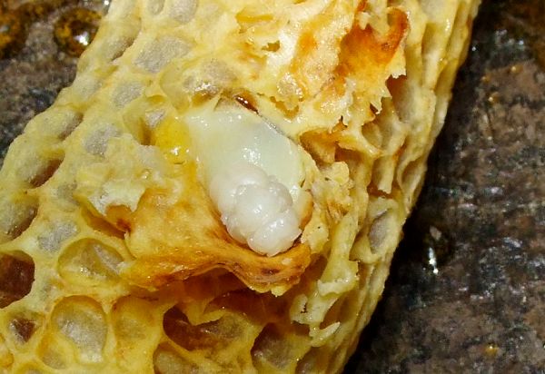 there is a bug inside a cheesy pastry