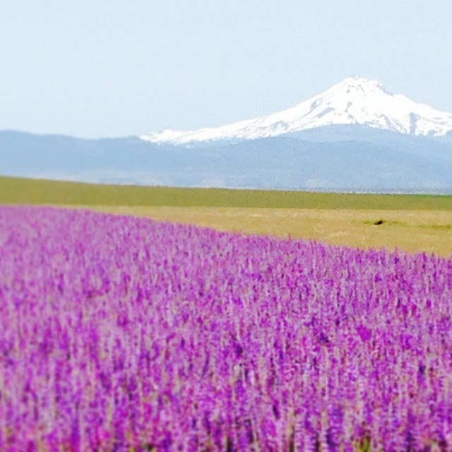 a field full of purple flowers with a snow - capped mountain in the distance