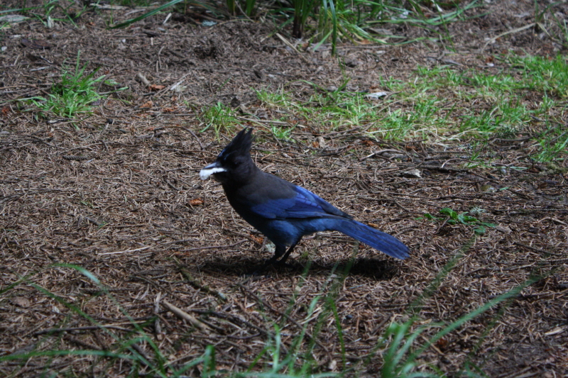 a blue bird sitting on top of a patch of dry grass