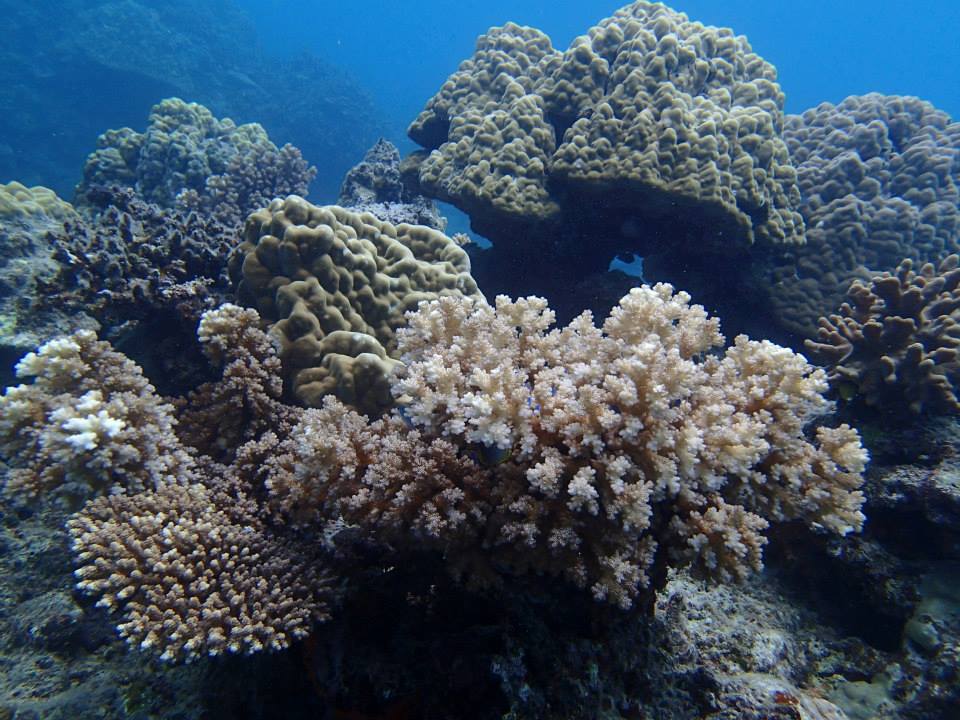 a large assortment of corals on the ocean floor