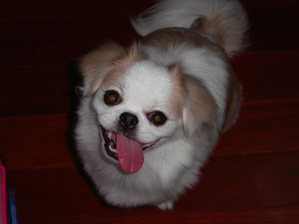 a small white and tan dog with its tongue hanging out