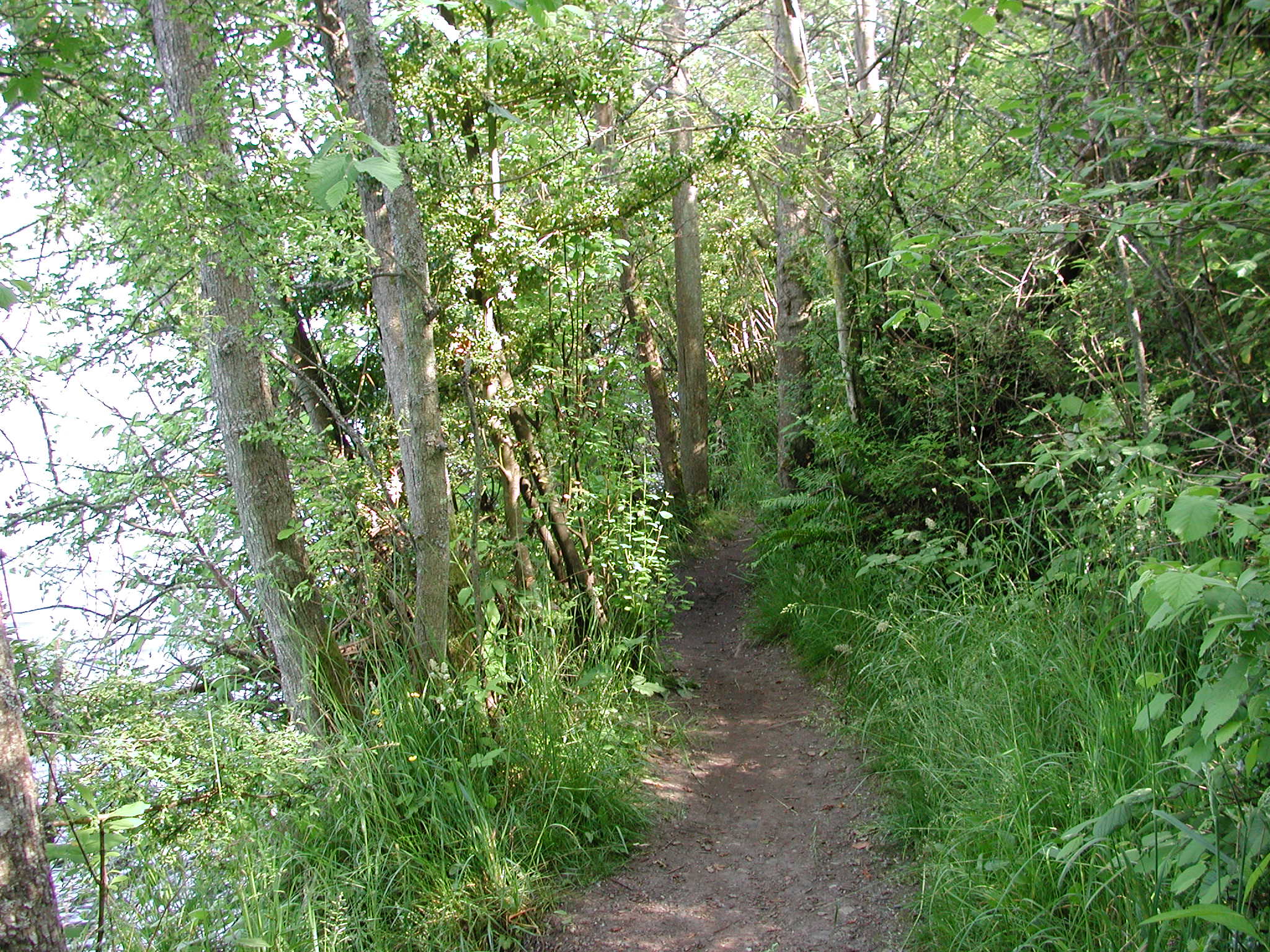 a hiking trail in the woods near some water