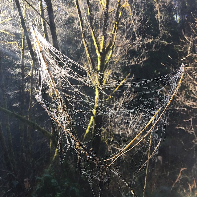 a spider web is hanging from a tree