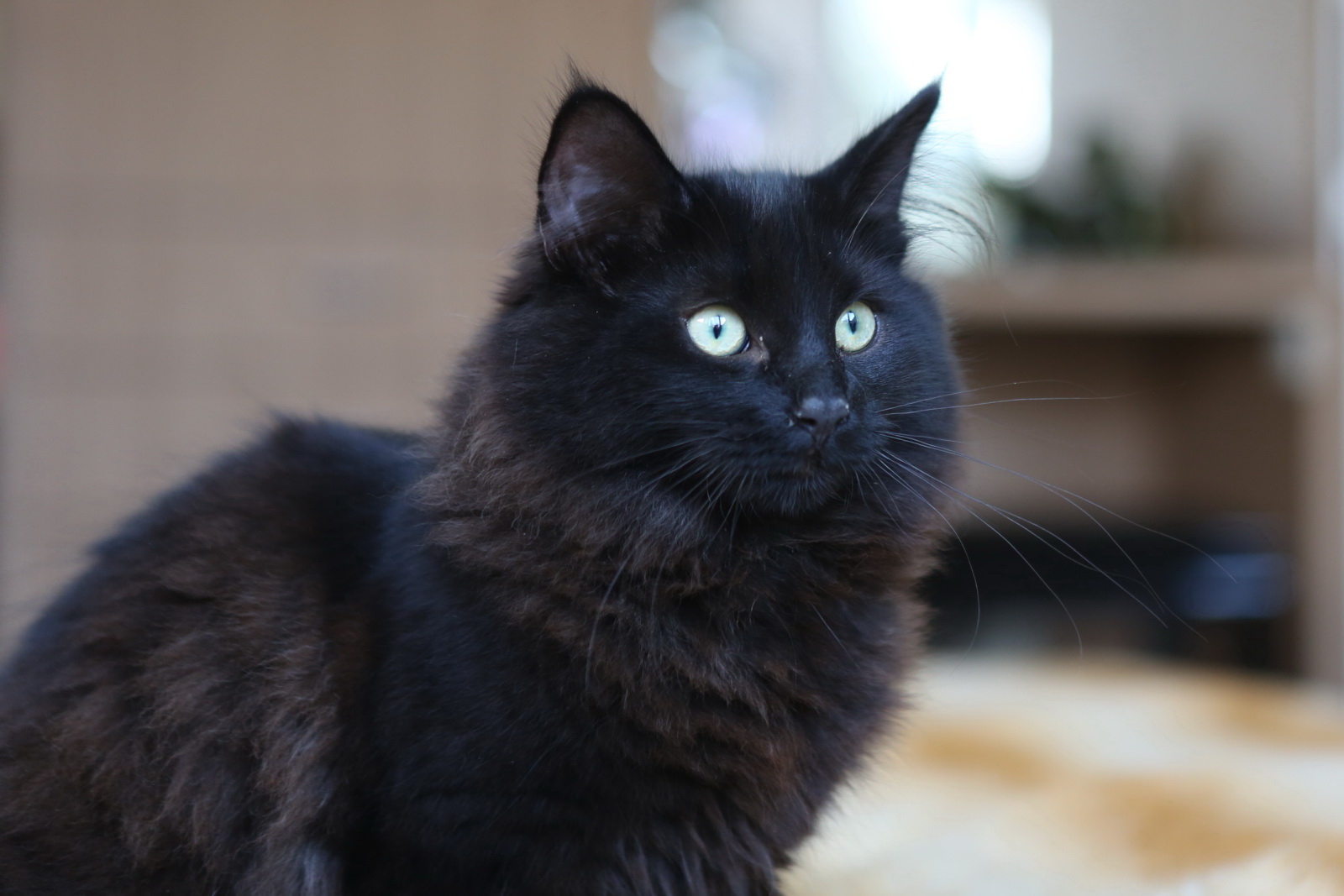 a black cat looks up as it sits on the floor