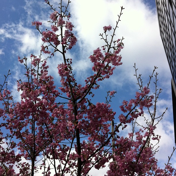 the tree is blooming very quickly and the building is near it