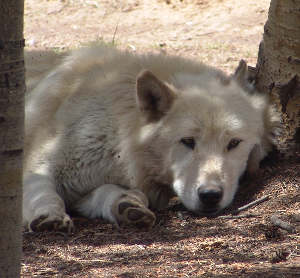 a wolf laying down next to a tree