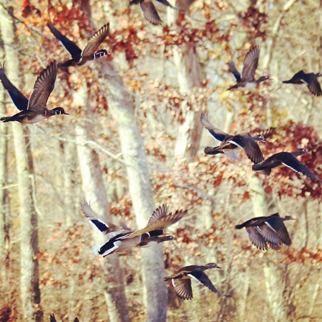 a flock of birds fly through the air above the woods
