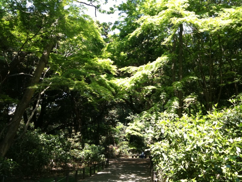 a walk way in a park surrounded by trees