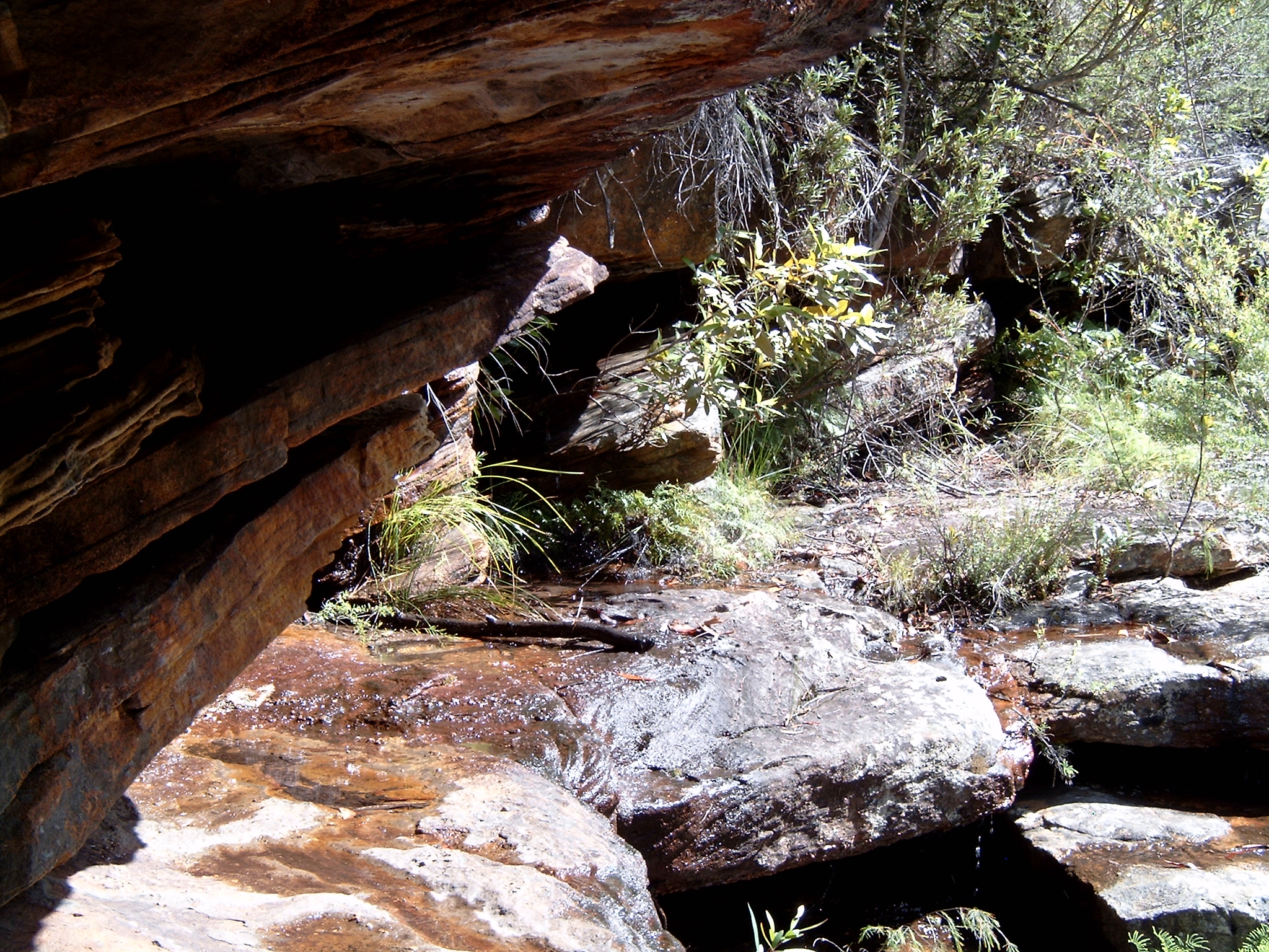 a rocky area with a tree, plants, and rocks