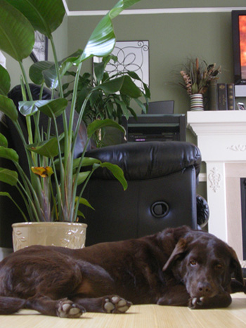 a dog is laying on a table with a potted plant