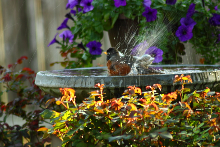 two birds in a bird bath surrounded by flowers