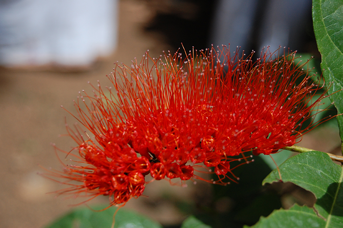 a close up of a plant with very red flowers