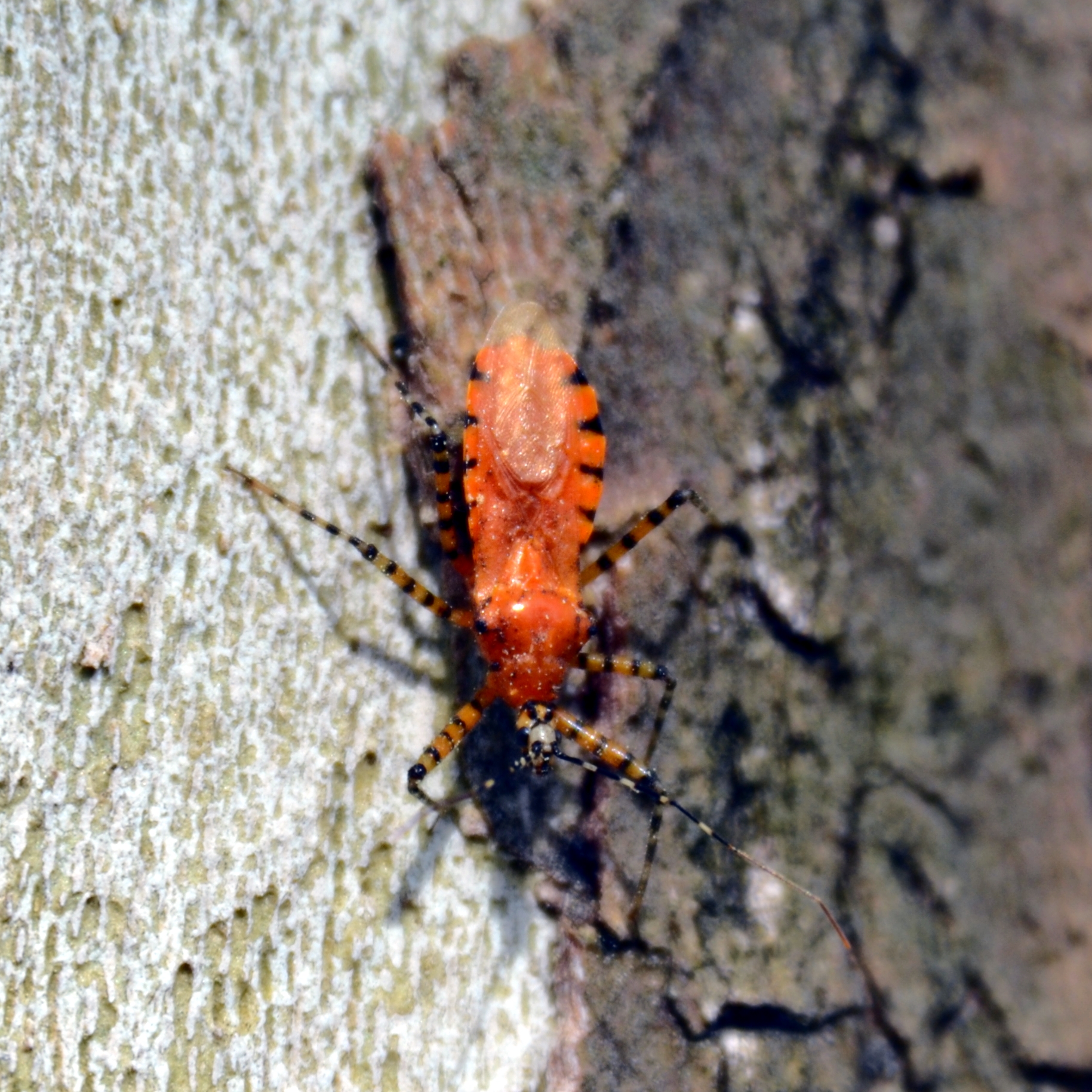 an orange insect is standing on a wood