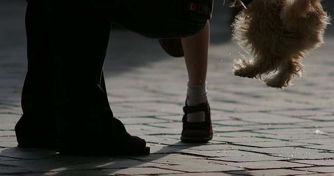 a dog is walking in front of a person