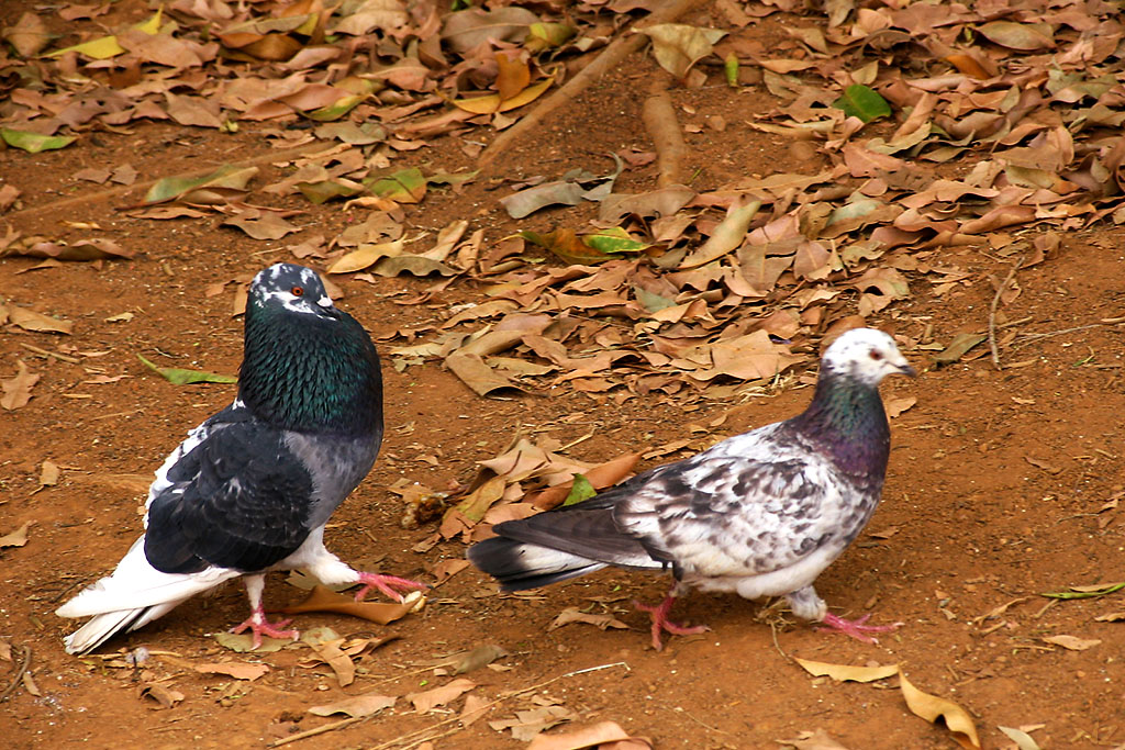 a couple of birds standing on top of leaves