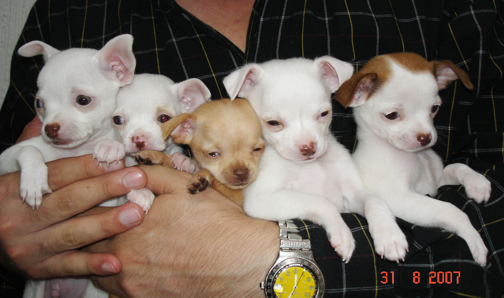 a man holding five white and brown puppies