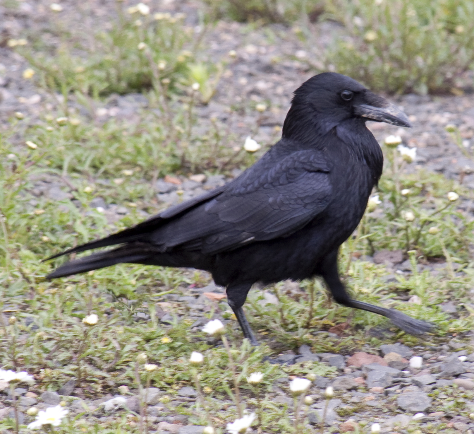 a black bird standing on grass and flowers