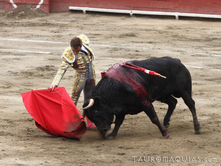 an mata is getting ready to pull his bull
