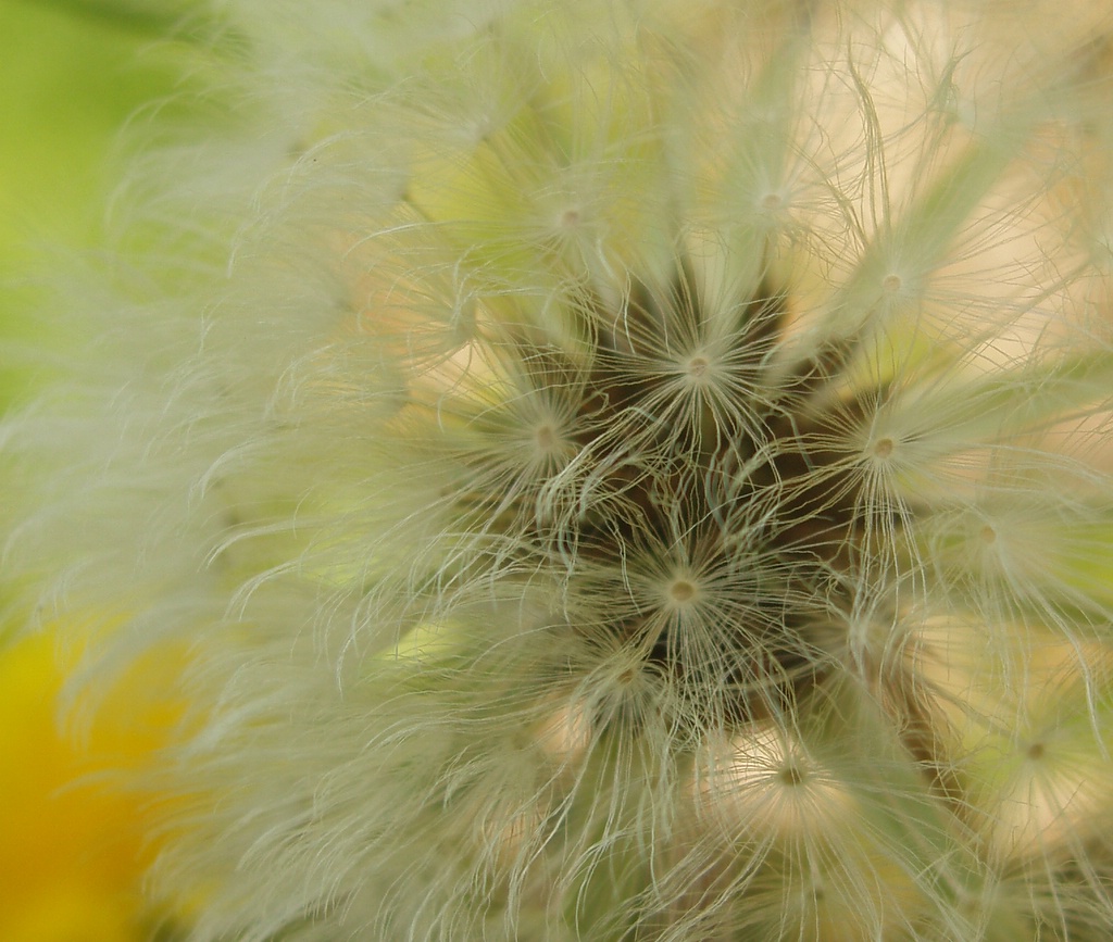 a close up of a dandelion with several leaves blowing in the wind