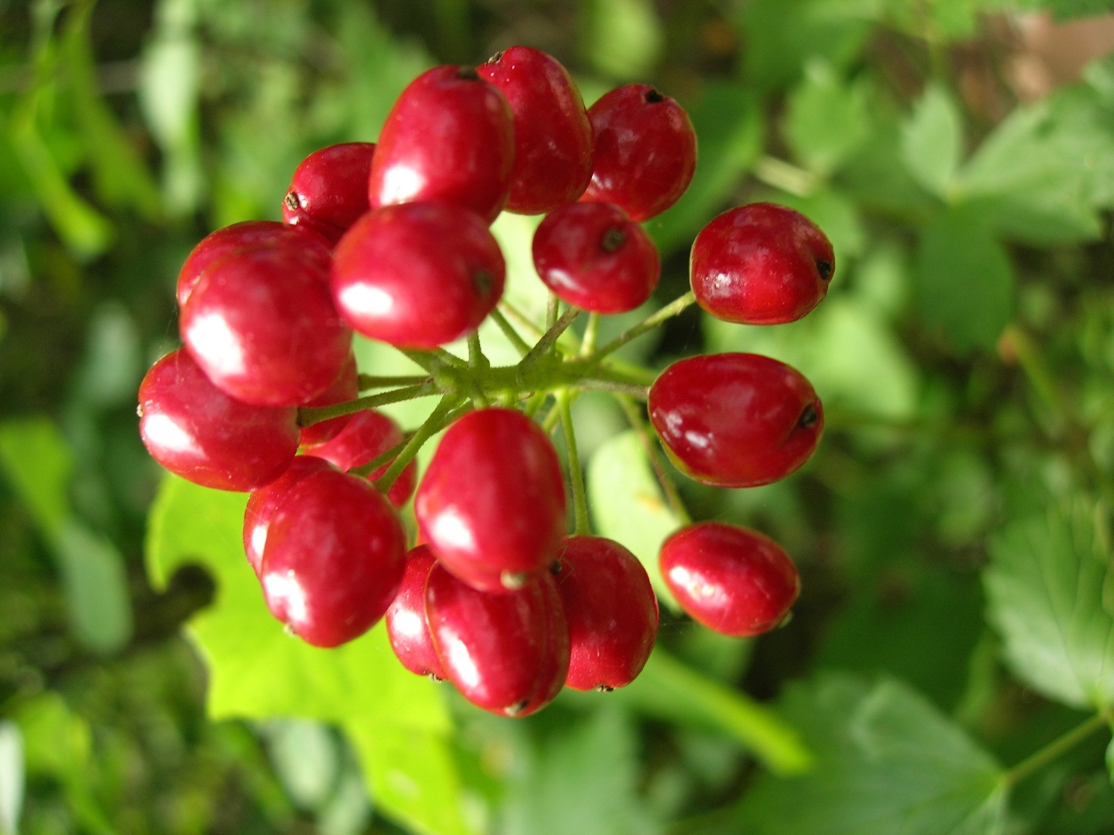 a plant is full of berries on it