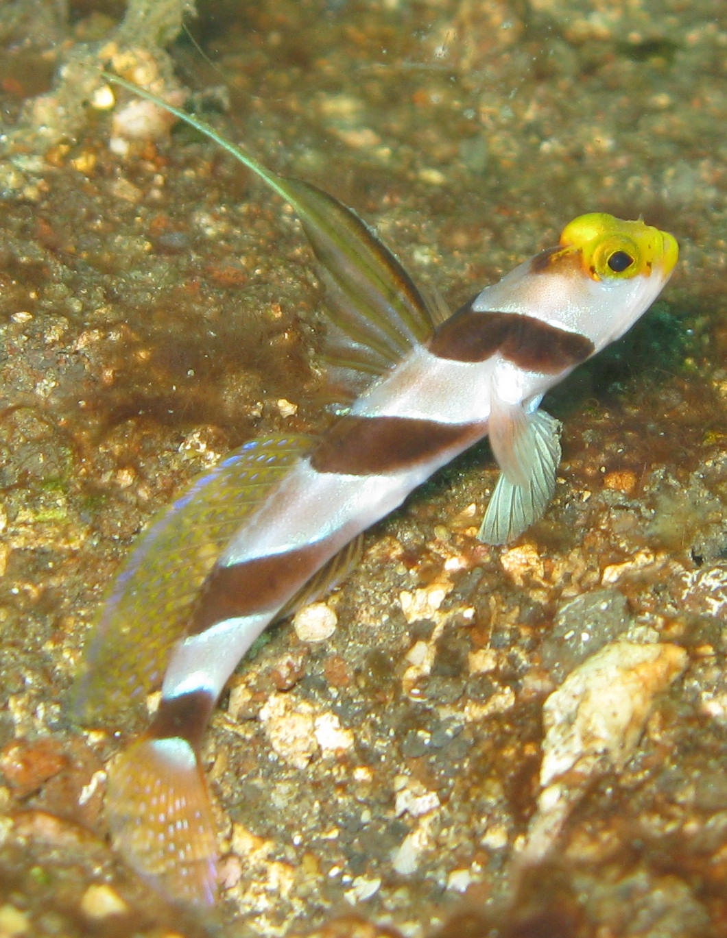 there is a fish in the water with a black, brown and white stripe on its side