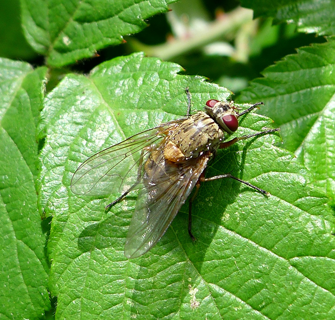 there is a insect on the leaves