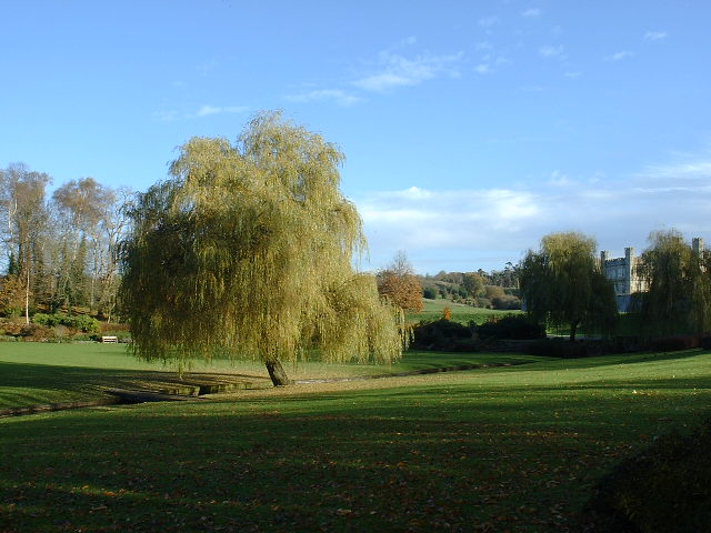 a willow tree is in the middle of a field