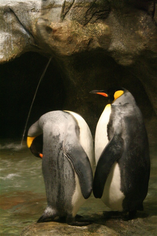 two penguins standing on rocks near water with rocks in background