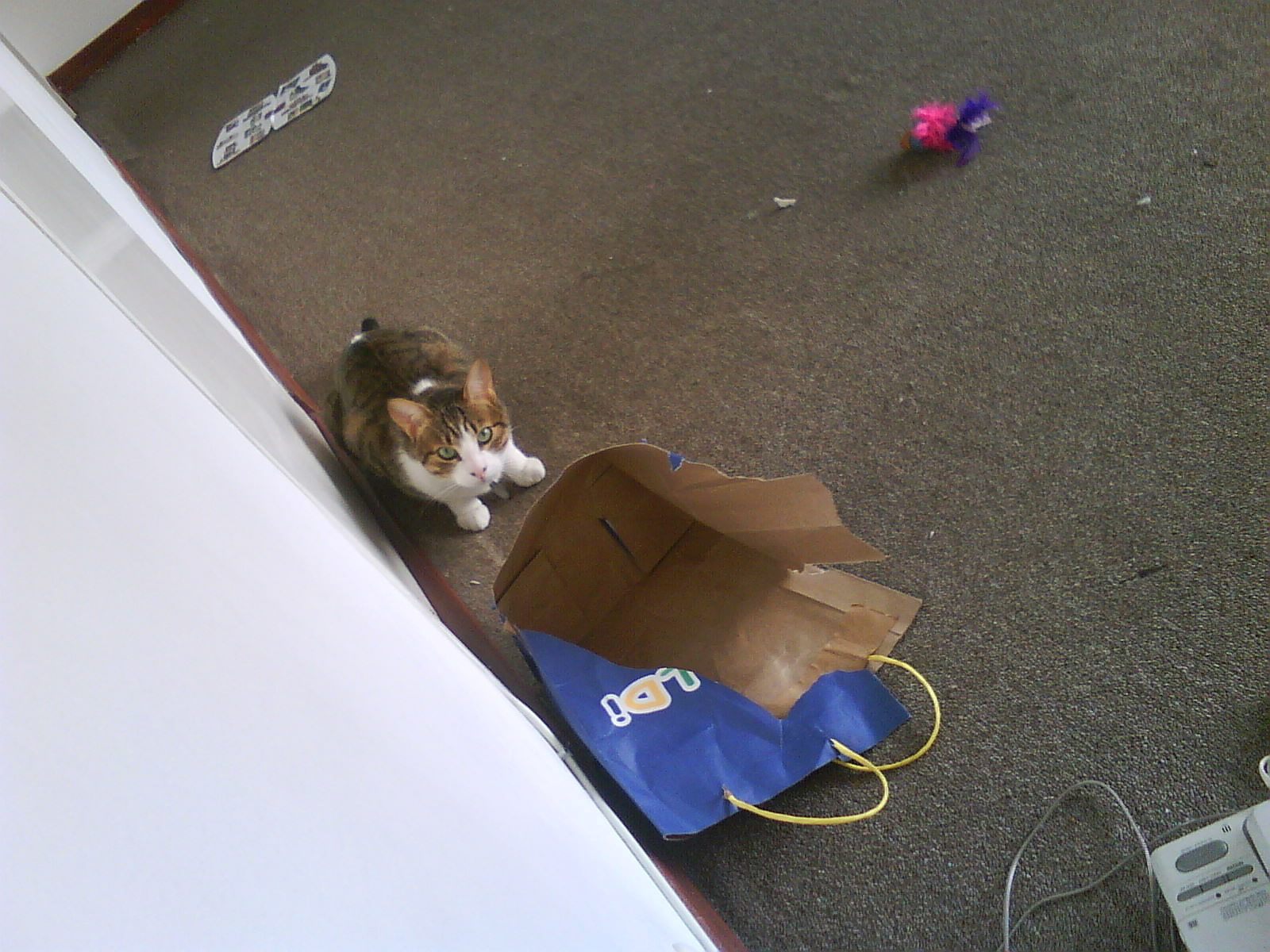 a cat sitting on top of a bag