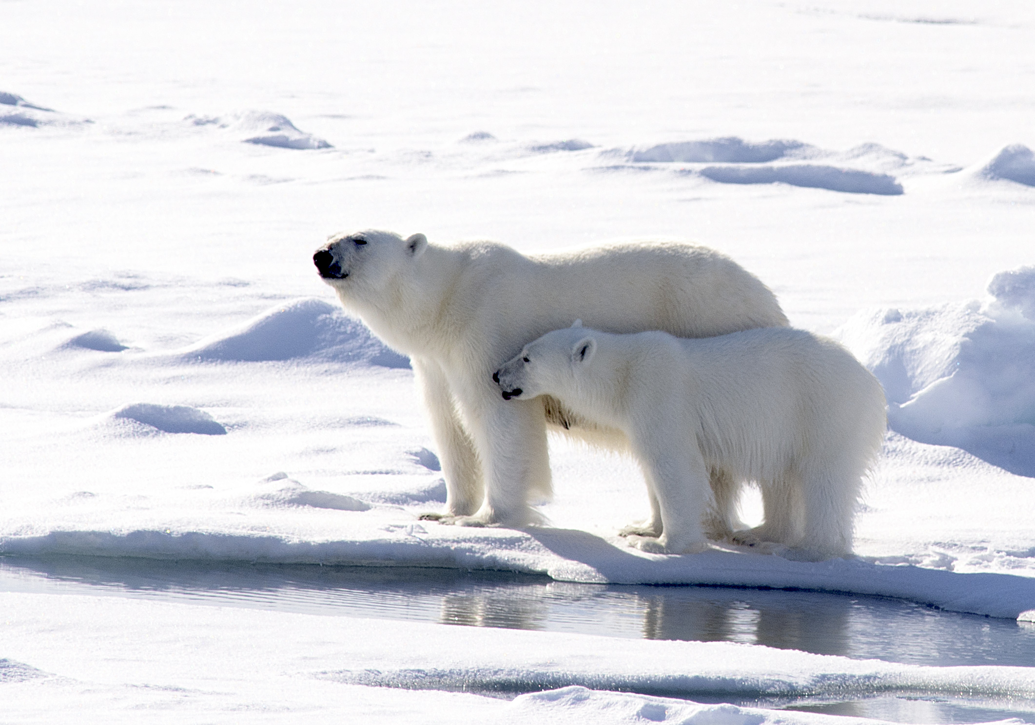 the mother polar bear and her cub are on ice